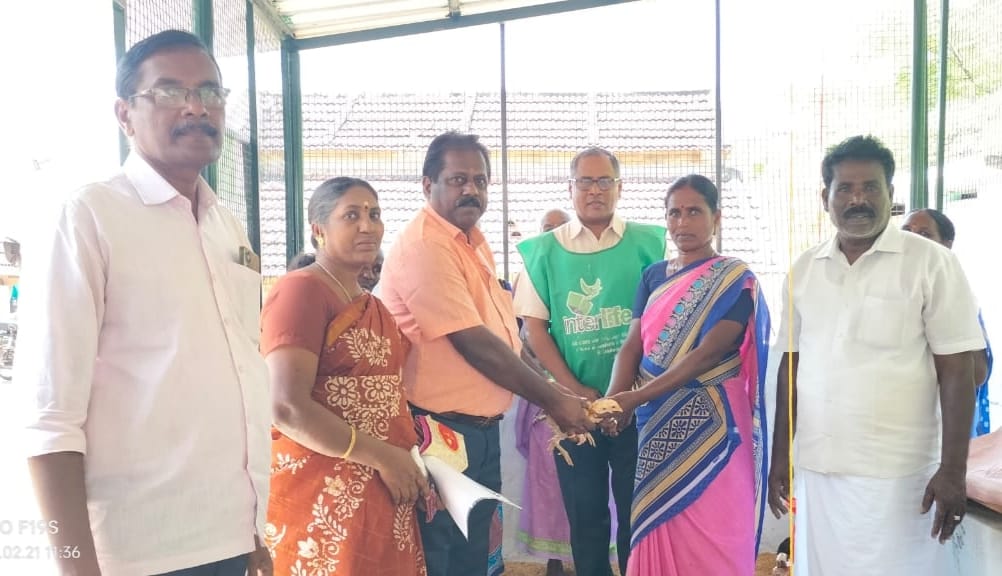 Cooperative-based Country Chicken Farming